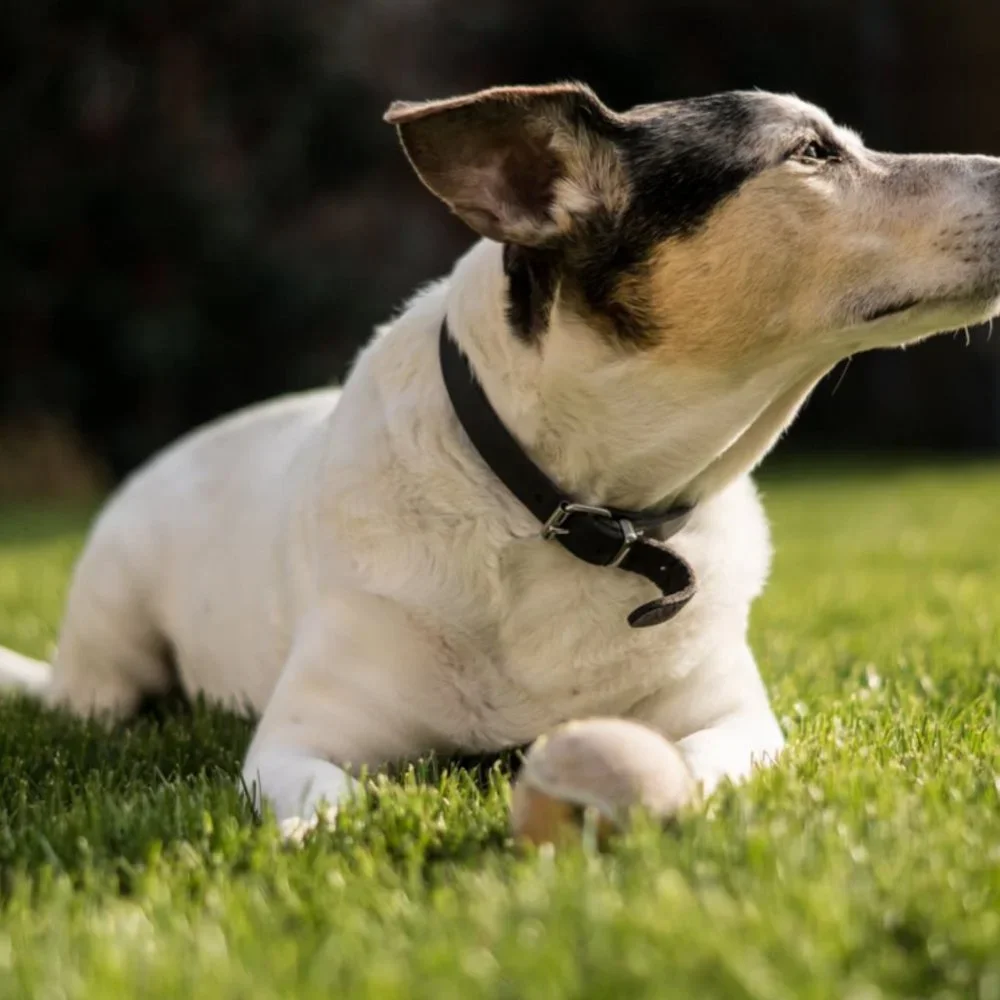 Paul Walter Genuine Leather Dog Collar for Small to Large Dogs